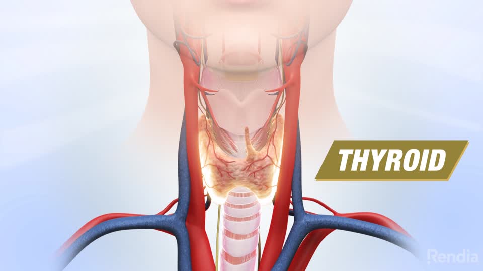 You are currently viewing Thyroidectomy: Introduction To Surgery