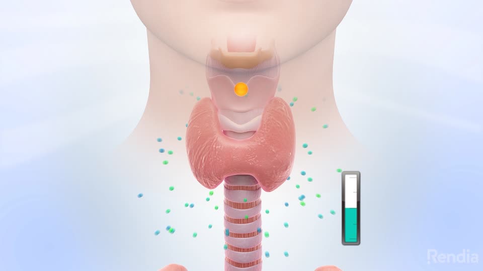 You are currently viewing Thyroid: Overview